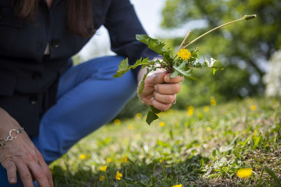 lawn weeds in grass