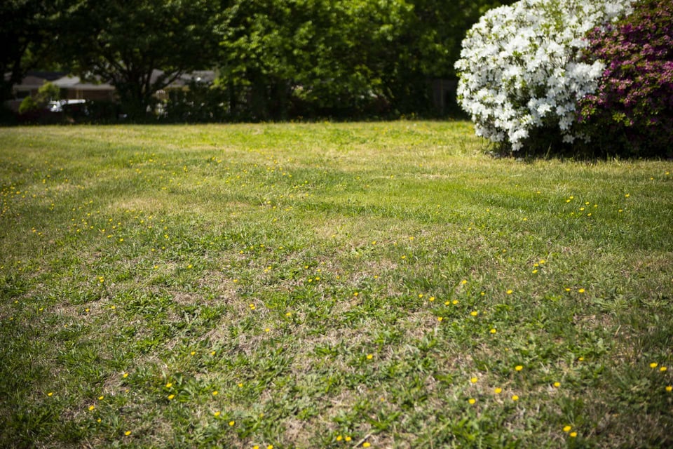 7 Lawn Problem Areas: Growing Grass in Tough Situations