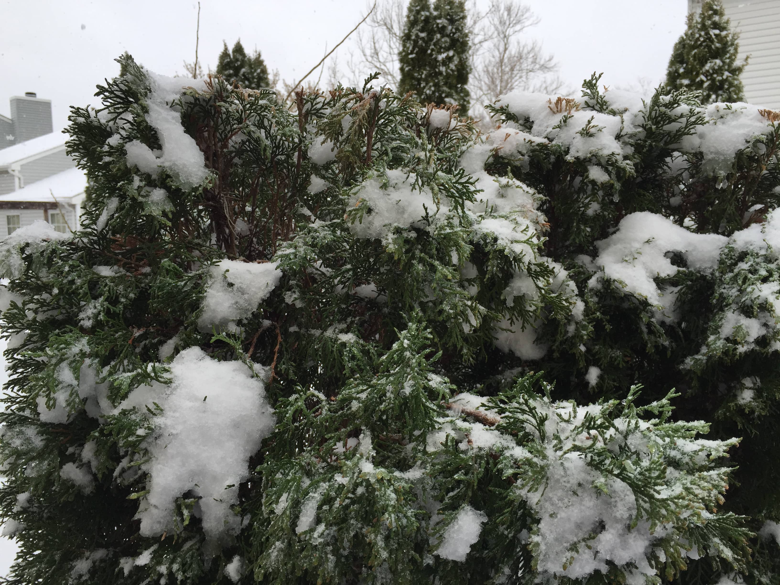 Arborvitae in Snow CC