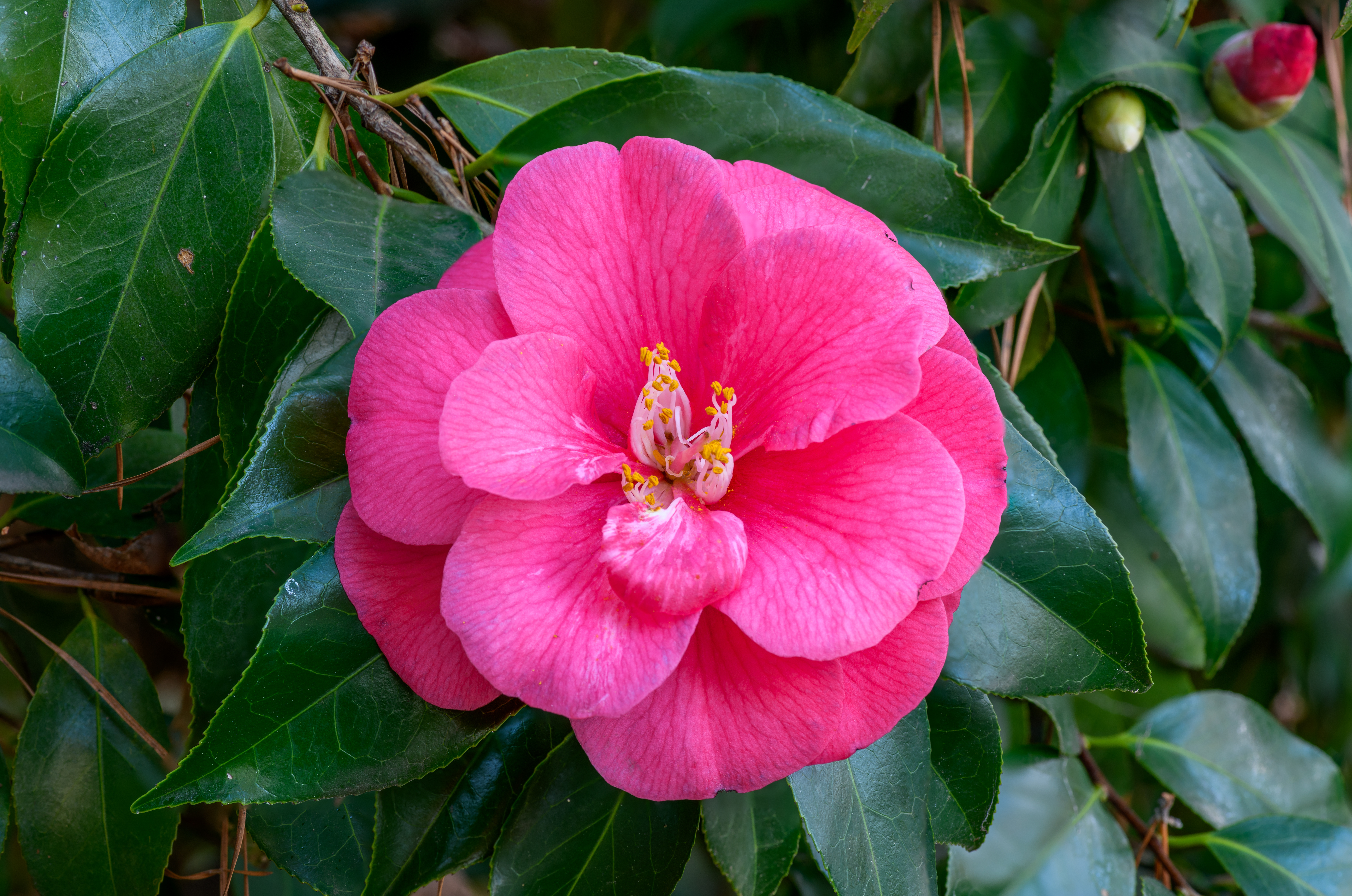 Camellia japonica (CC)