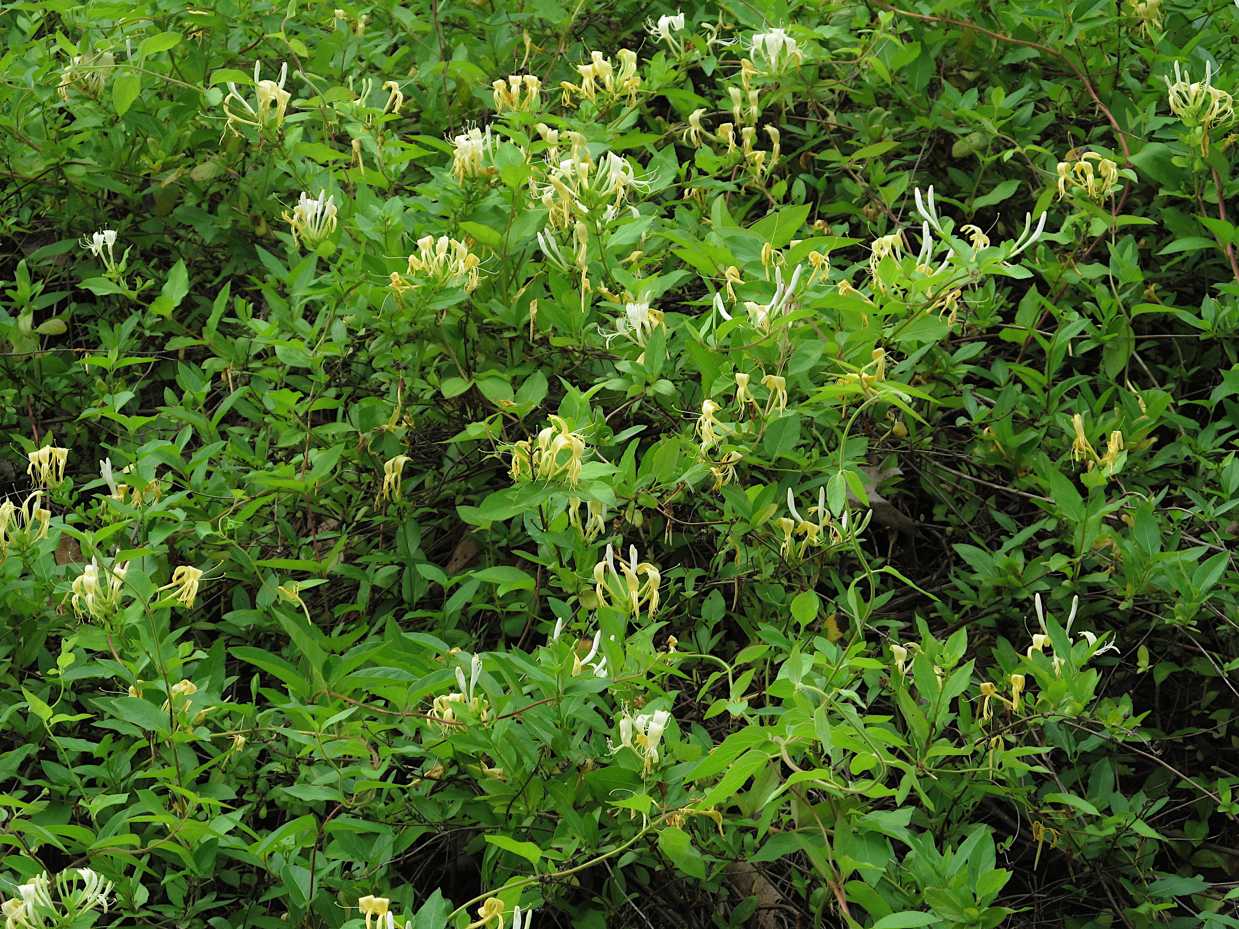 Japanese Honeysuckle (Lonicera japonica) CC