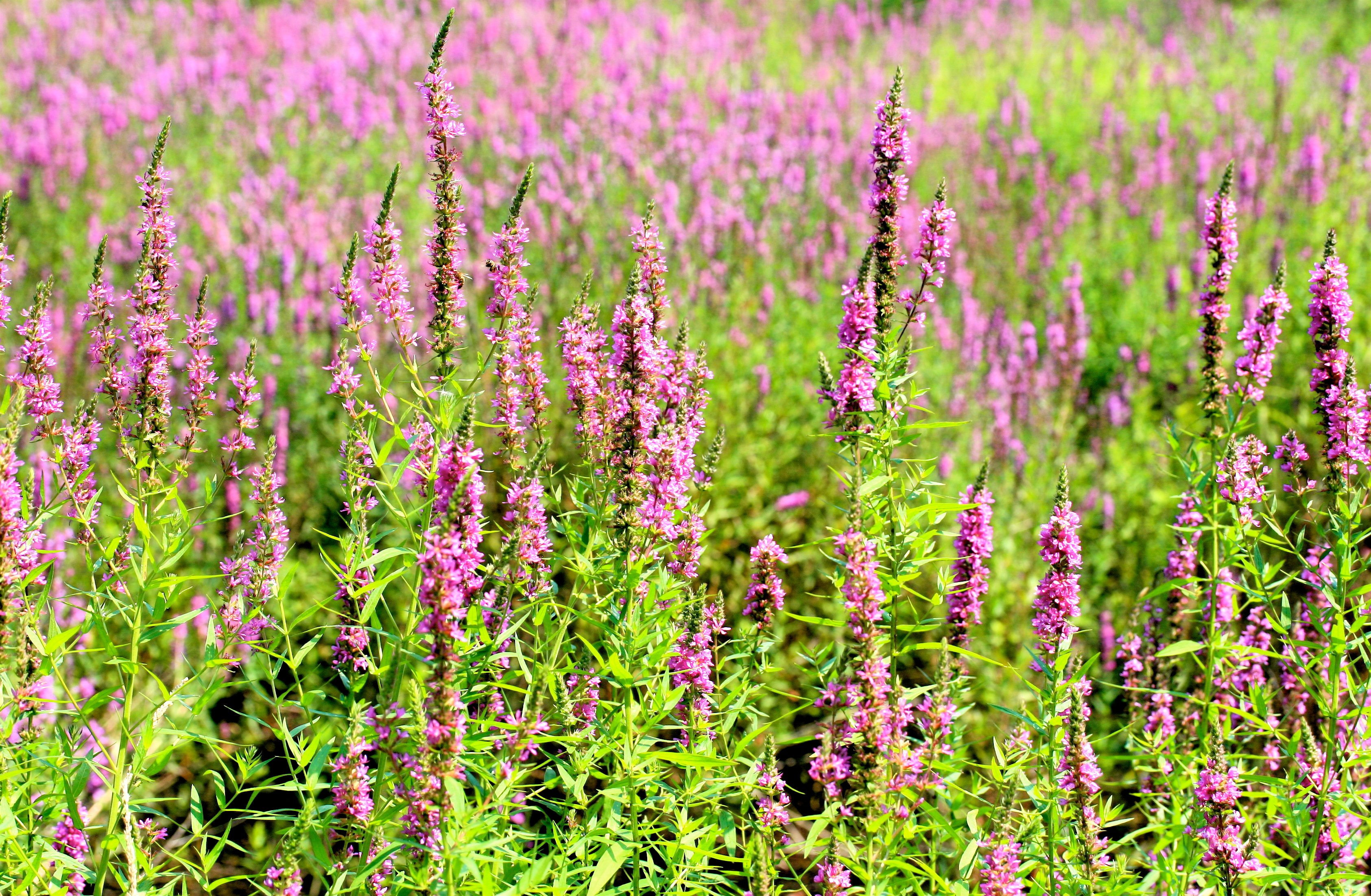 Purple Loosestrife (Lythrum salicaria) CC