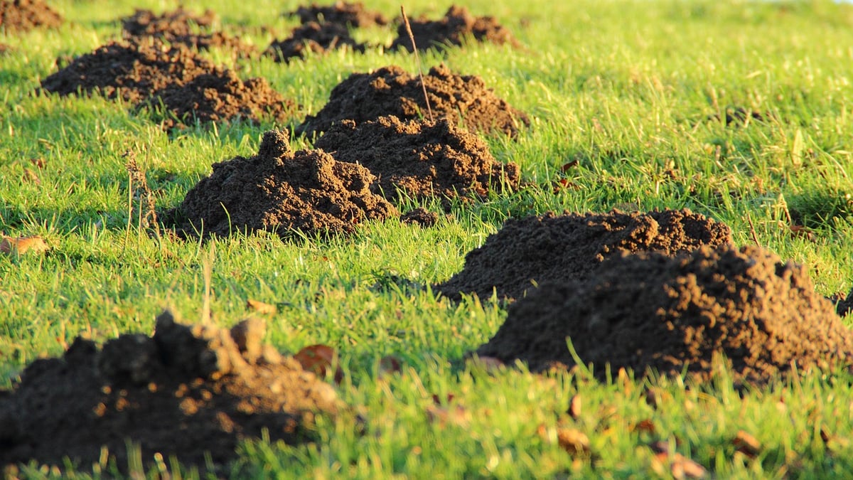 3 Signs of Grubs in Your Lawn & How to Treat Them: Tips For