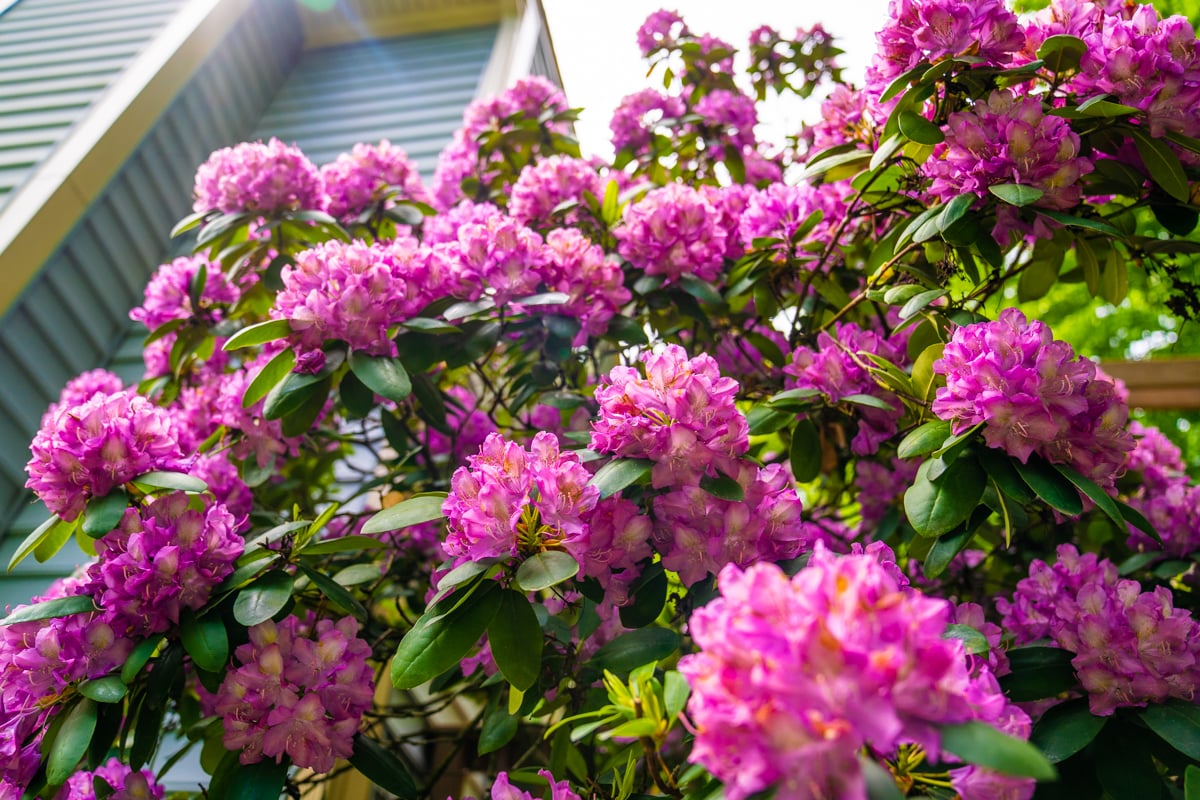 pink rhododendron in bloom near a house
