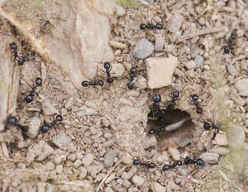 All About Ants in Virginia: Ant Identification & How to Control Them