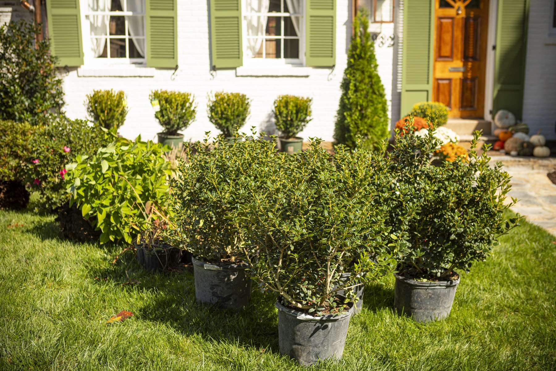 Kingstowne landscaping shrub planting boxwoods plants 2