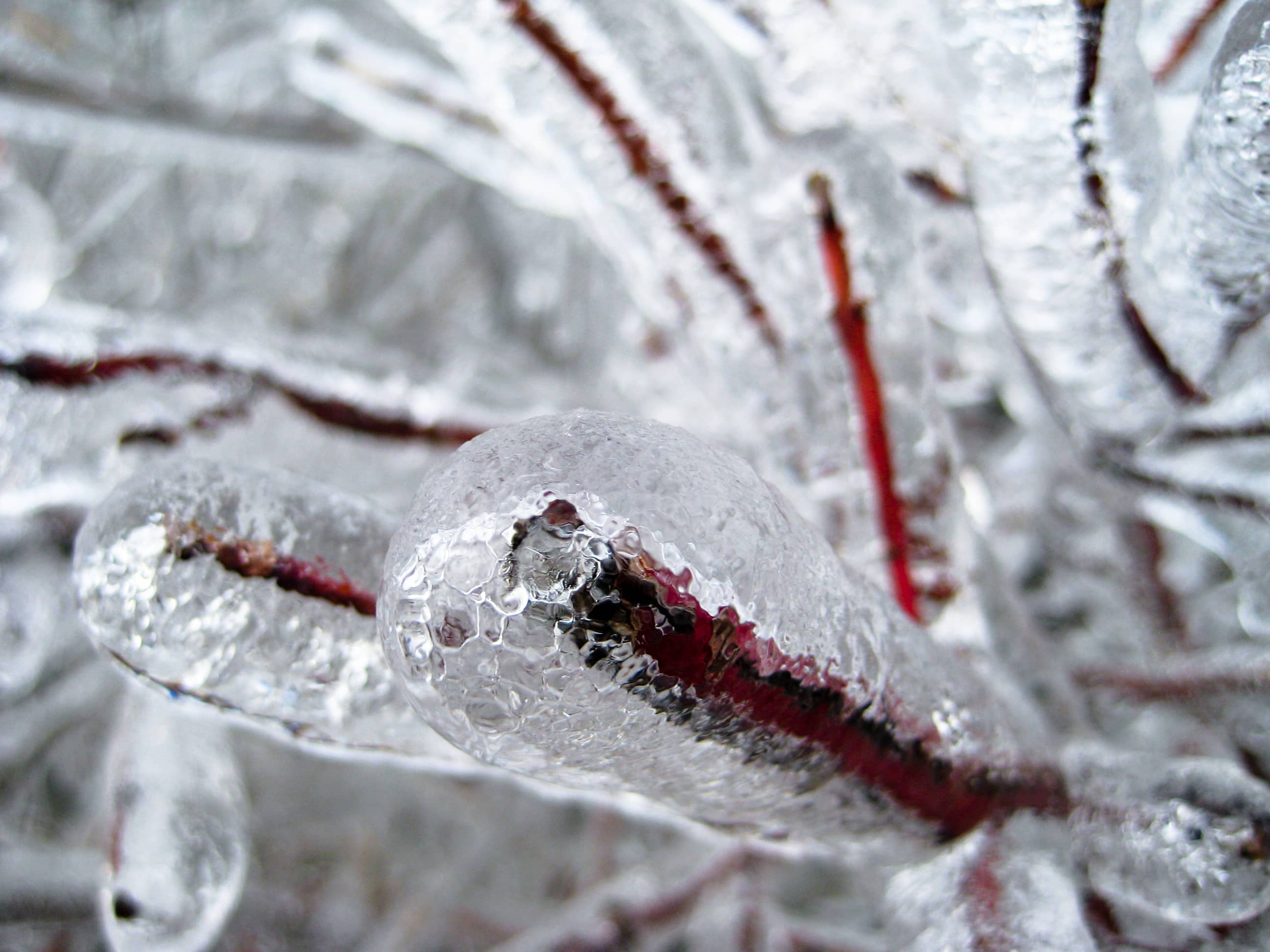 Shrub In Ice CC