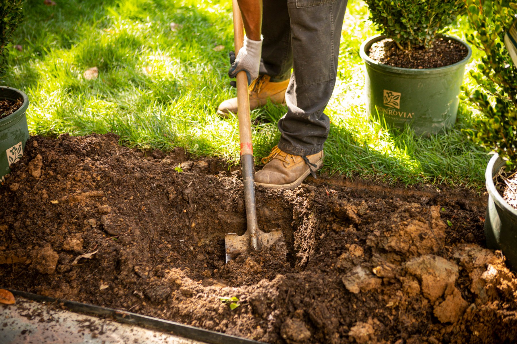 landscape installation crew planting shrubs in a border planting bed