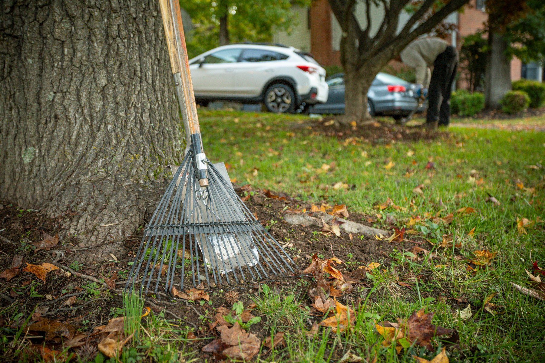 rake leaning against a tree during fall leaf cleanup