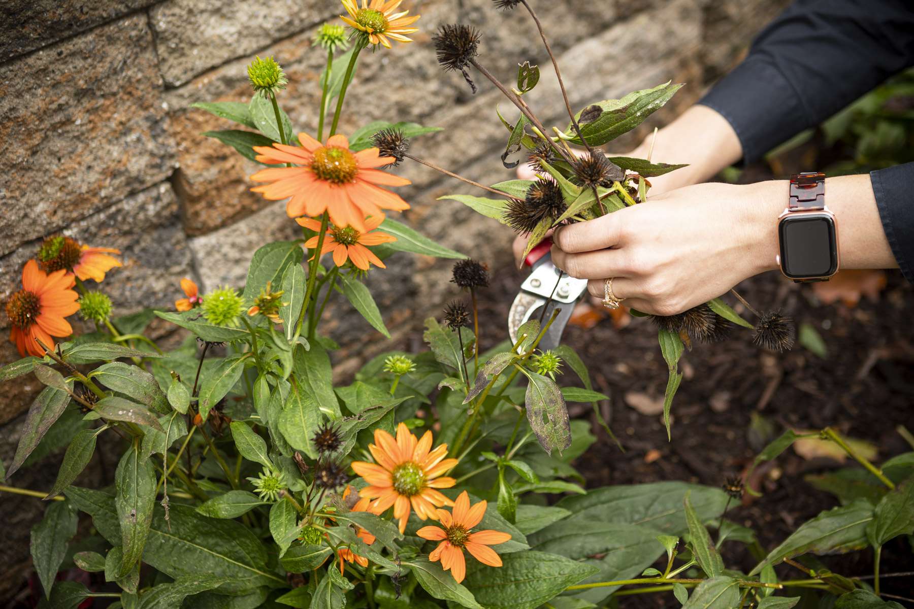 Kingstowne team crew perennial cutback maintenance plants