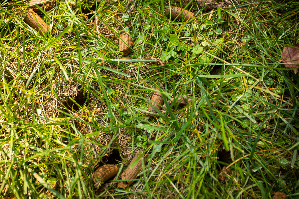 aeration cores on a lawn