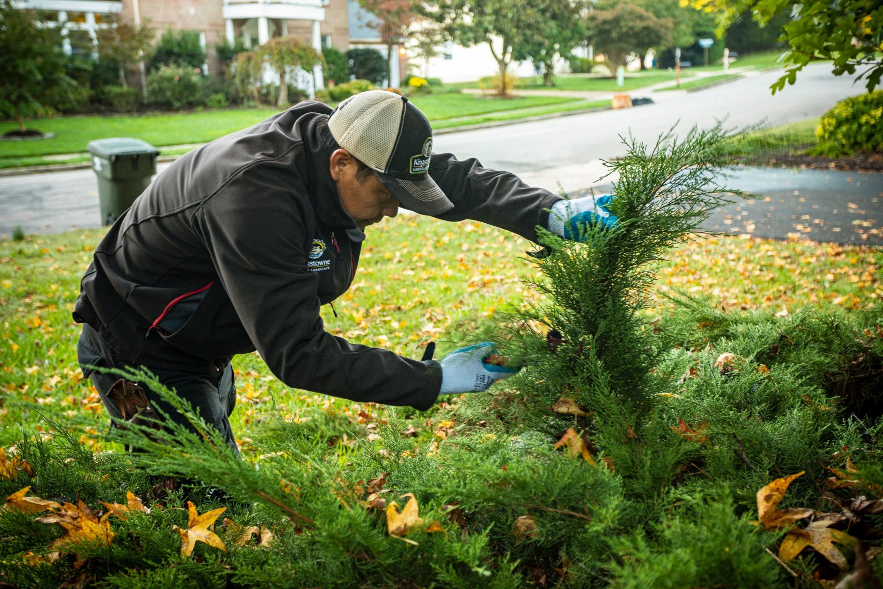 landscaper pruning a juniper shrub by hand