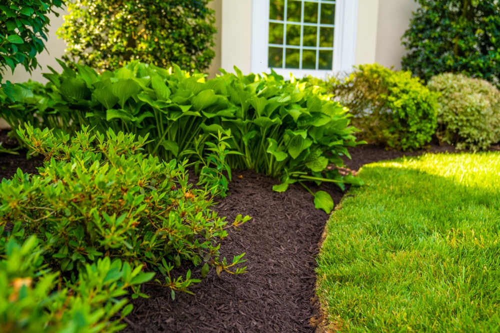 nice lawn landscaping planting 5-1