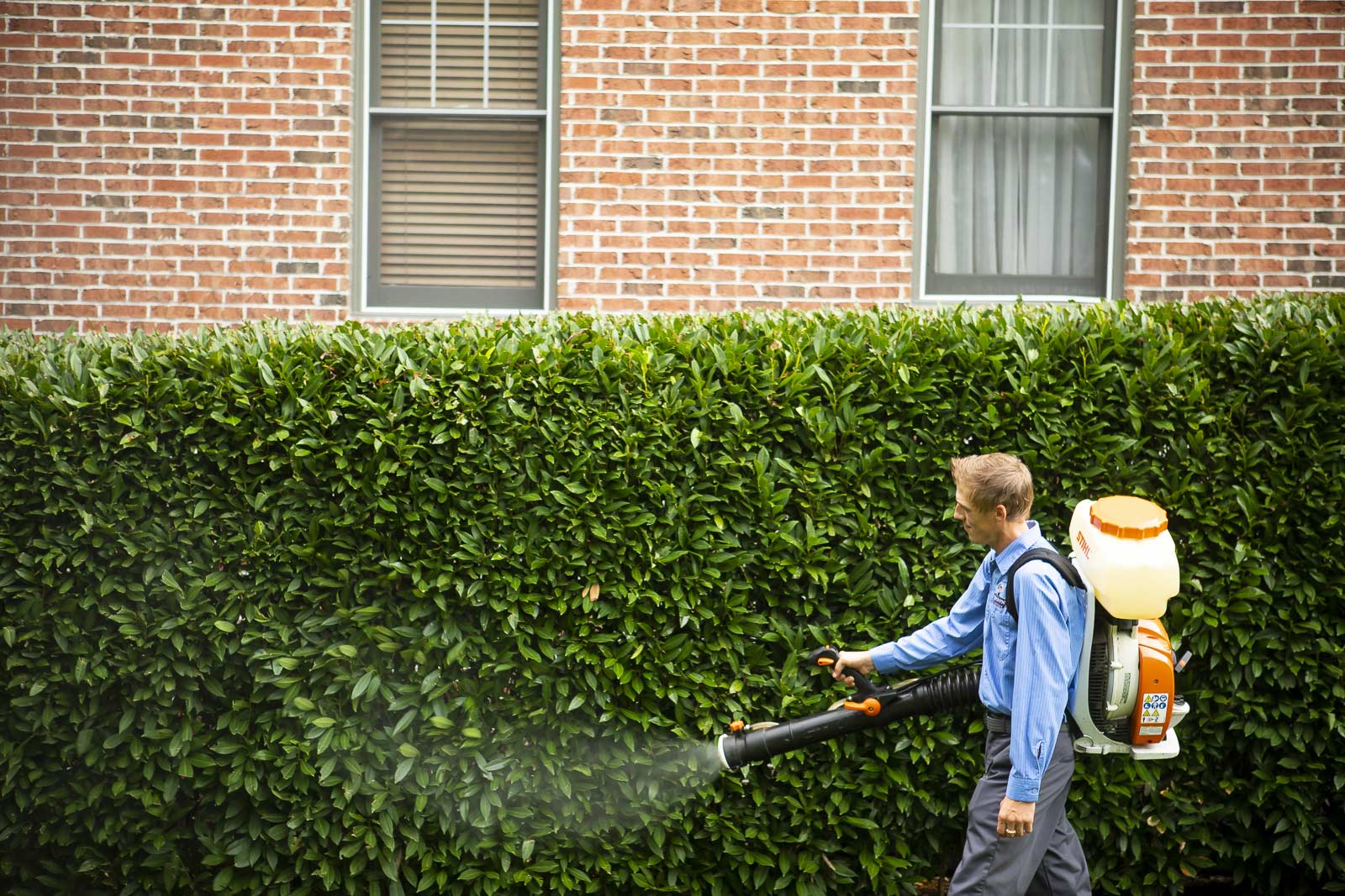 pest control technician applying mosquito barrier spray to a large hedge