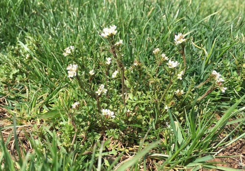 9 Common Lawn Weeds in Northern Virginia: Identification Tips and How ...