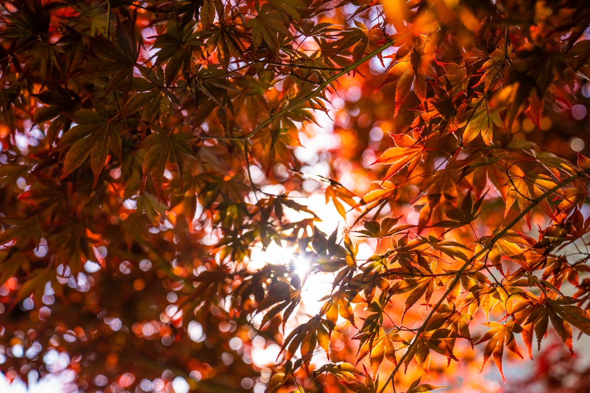 tree maple leaves