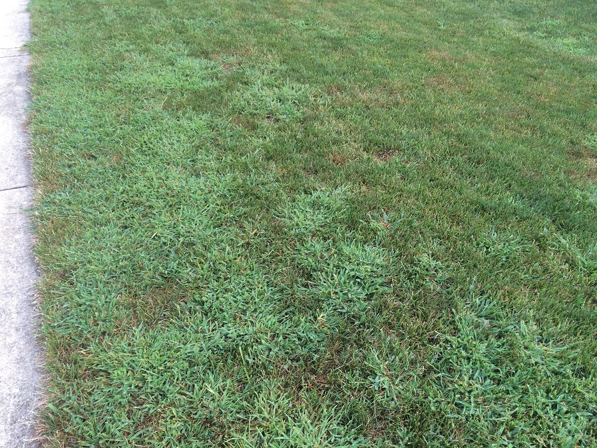 9 Common Lawn Weeds in Northern Virginia: Identification ...