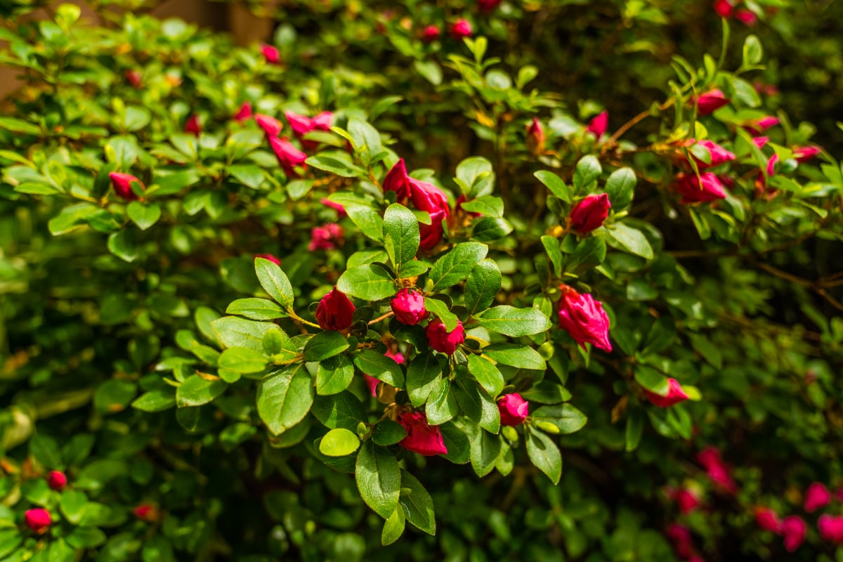 landscaping planting 18