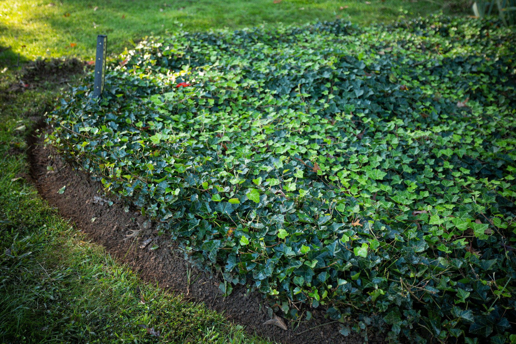 english ivy in a planting bed