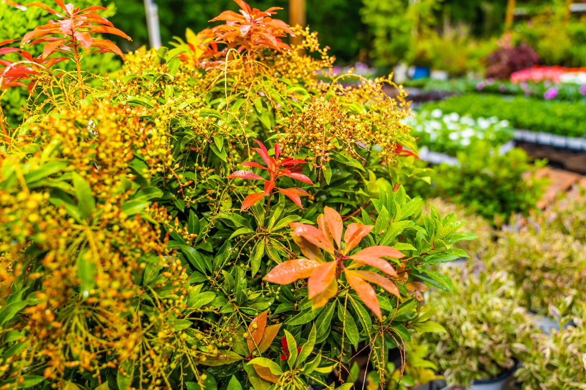 landscape plants flowers shop