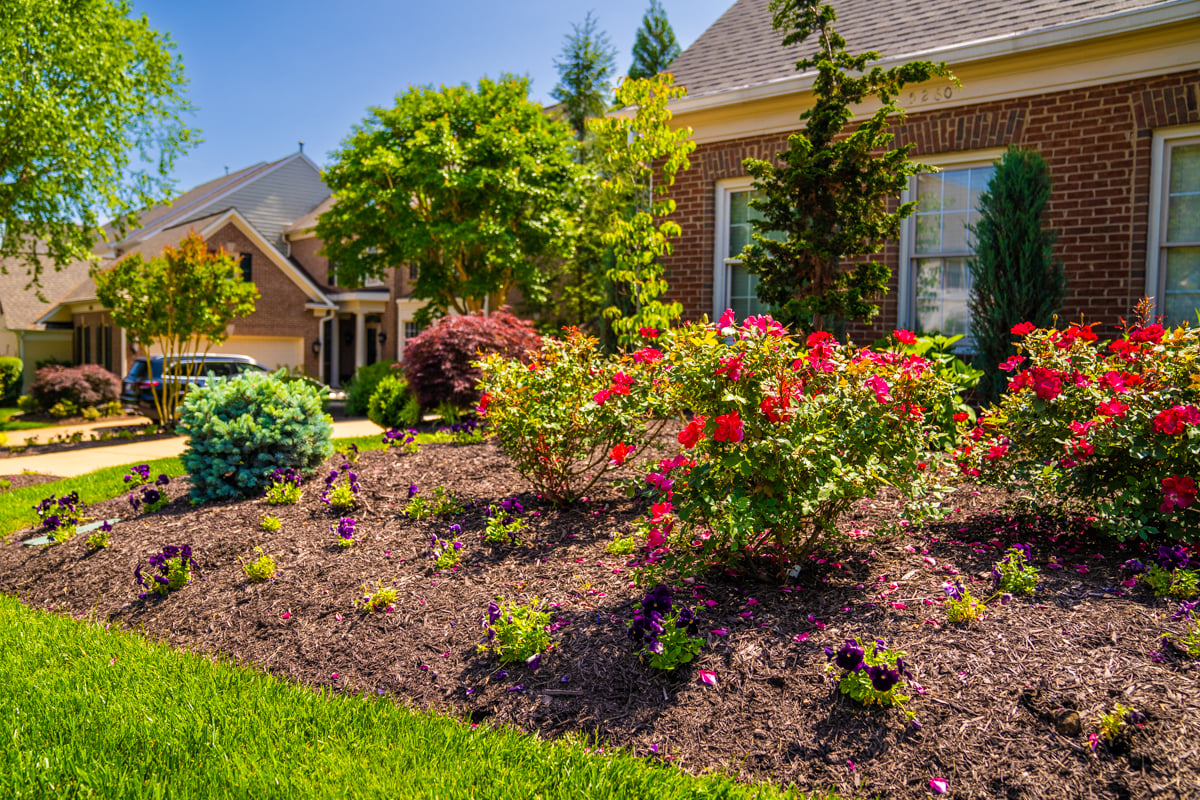 landscaping planting roses flowers