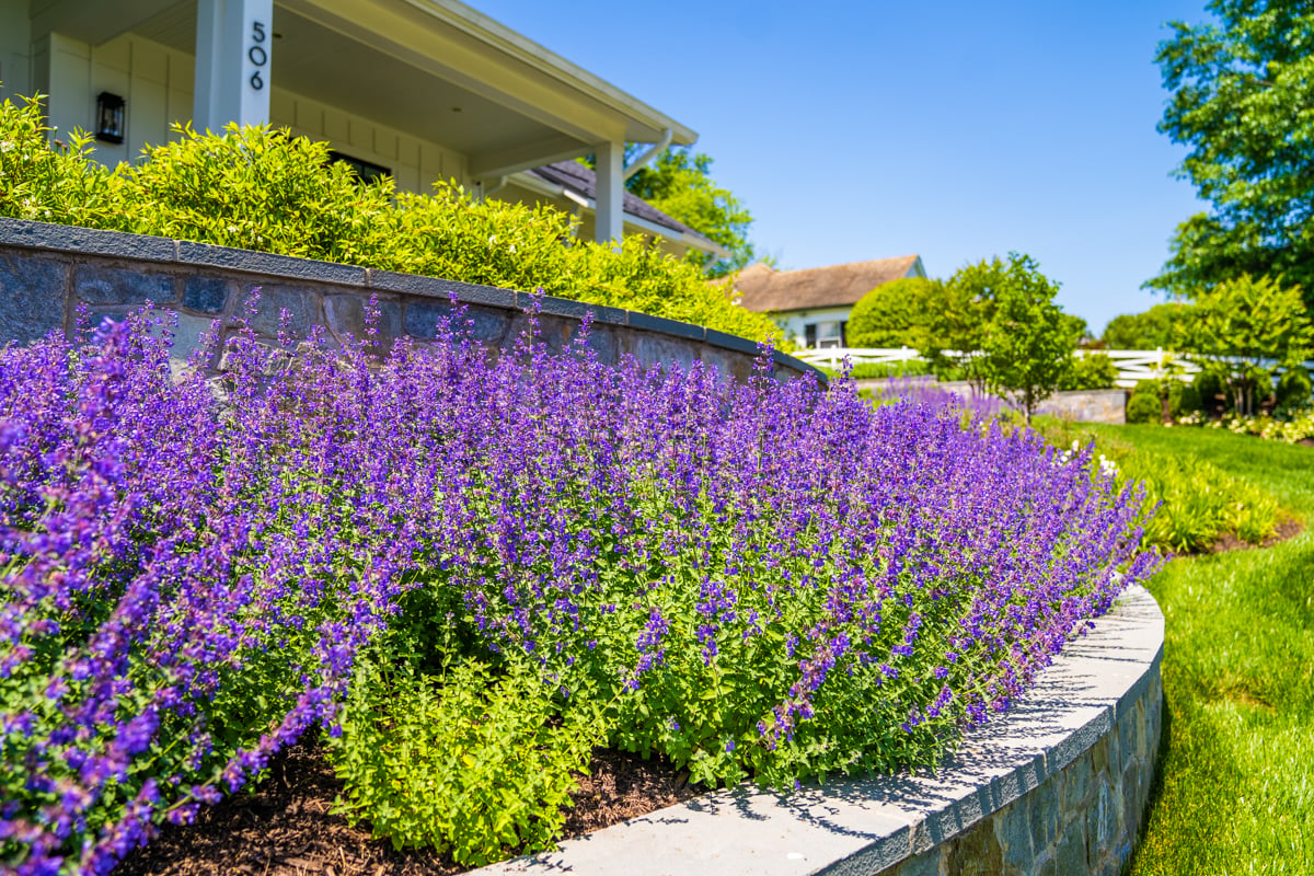 landscaping planting wall flowers