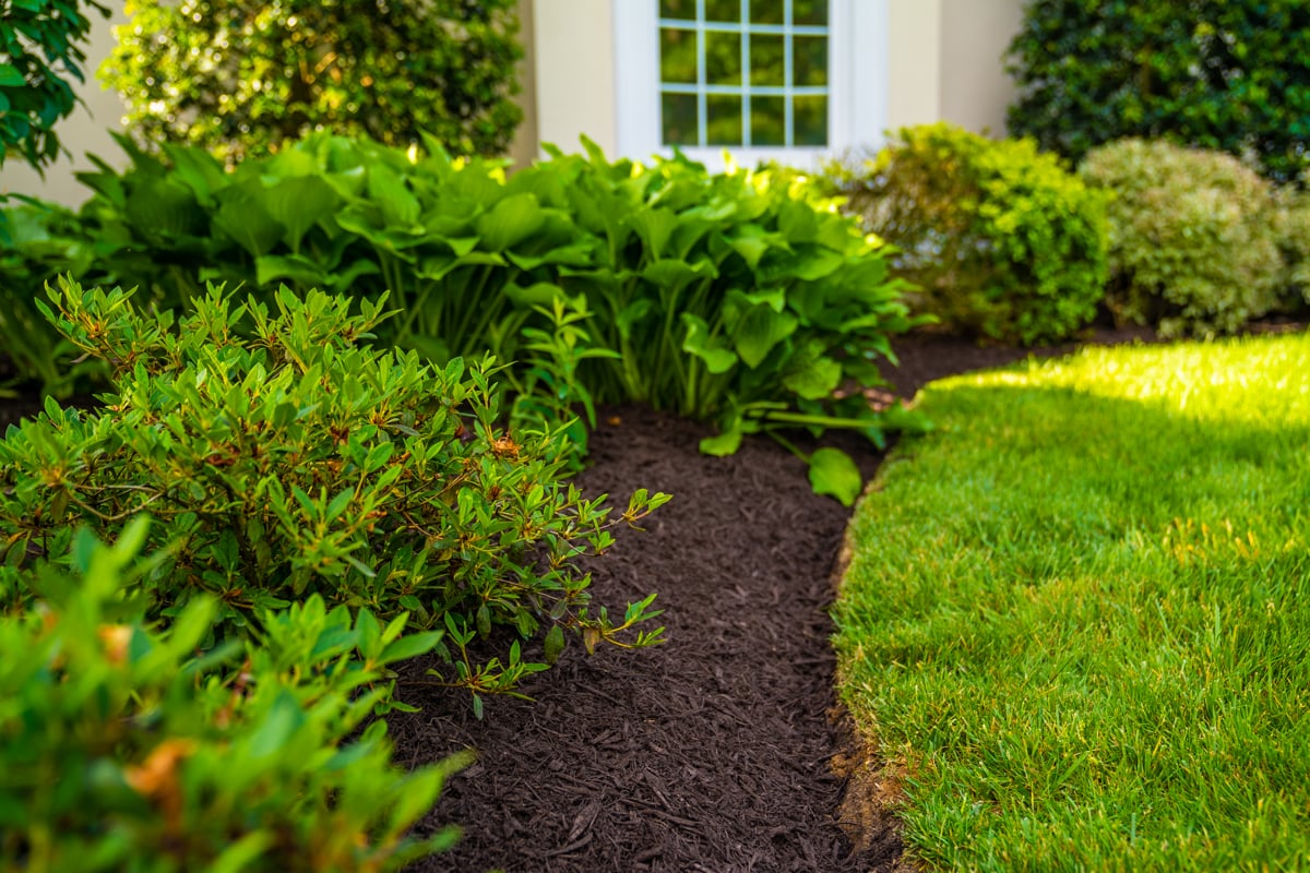 nice lawn landscaping planting 1