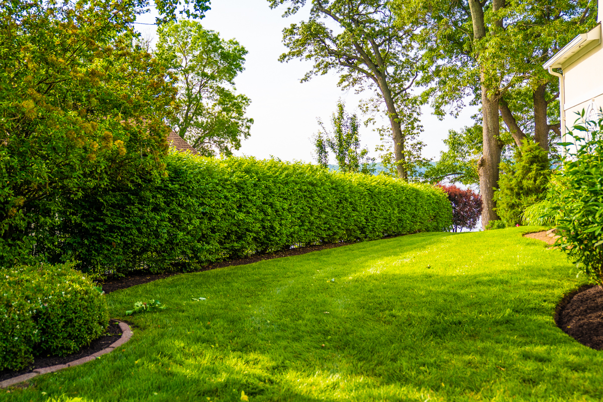 nice lawn landscaping planting privacy hedge 1