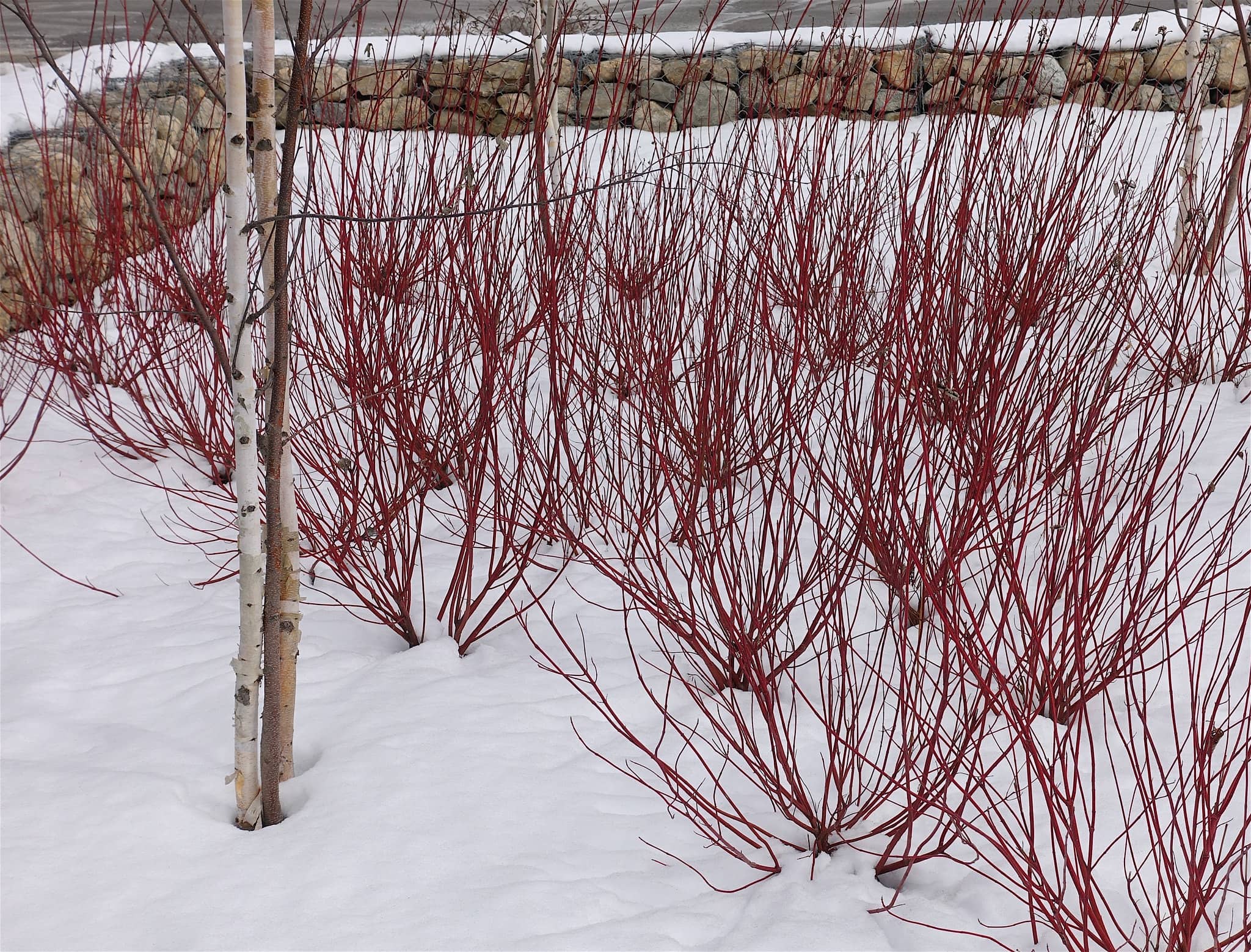 redtwig dogwood shrubs in snow